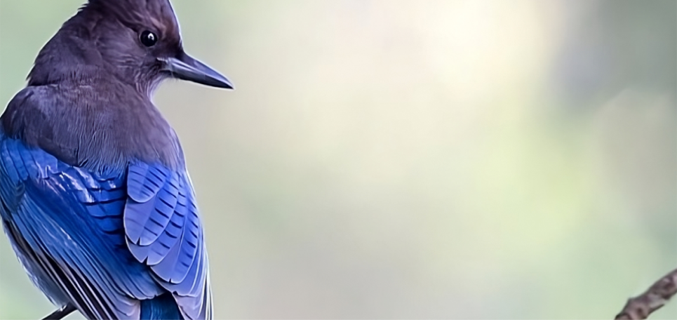 Banner background