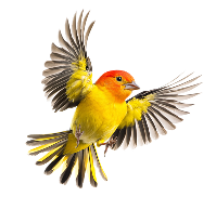Floating bird