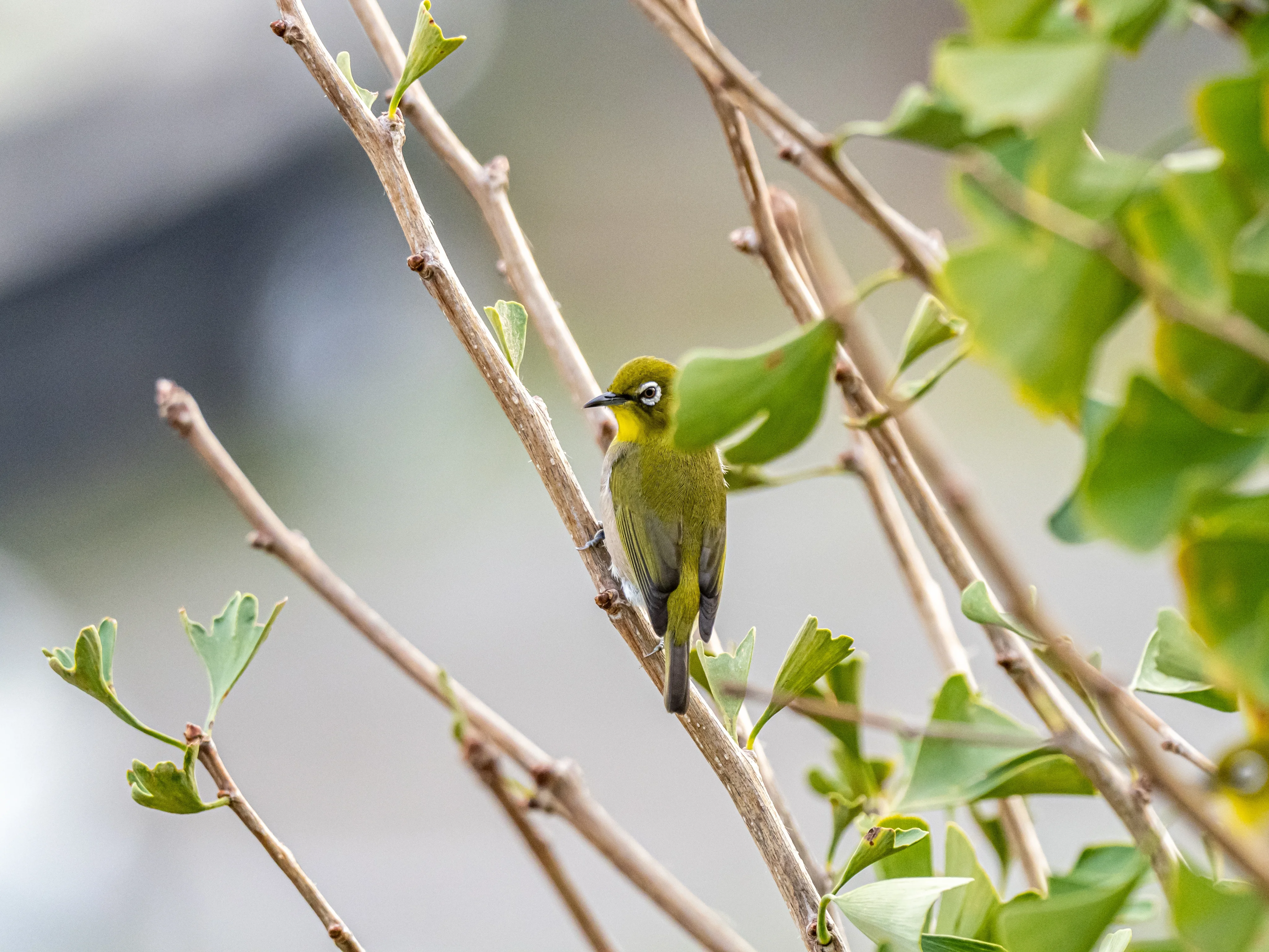 Exotic green/yellow bird