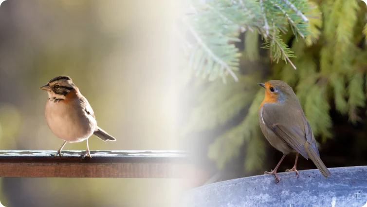 Two birds collage section